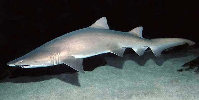 An image of a sand tiger shark — photo courtesy of Wikimedia public domain and D Ross Robertson