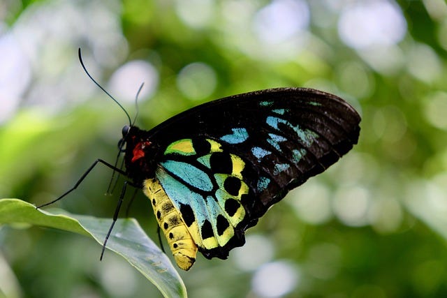 a Birdwing Butterfly from Australian with multi-coloured wings including blue, yellow and black