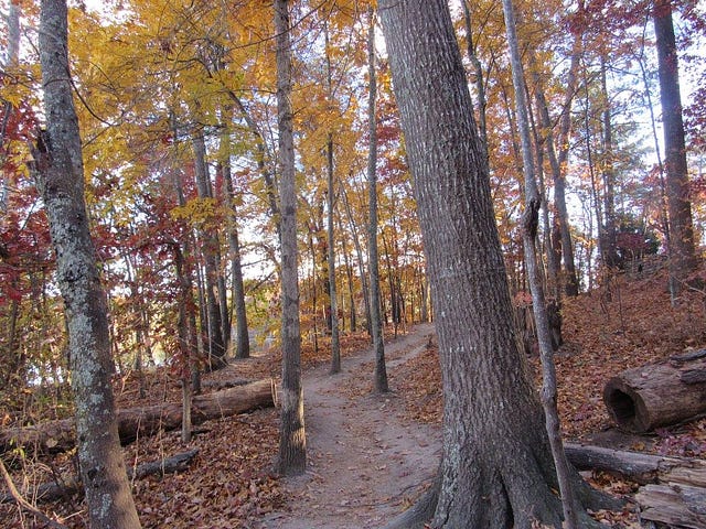A path winds through the trees in the fall