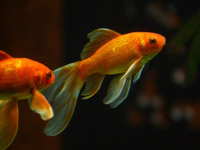 goldfish swimming