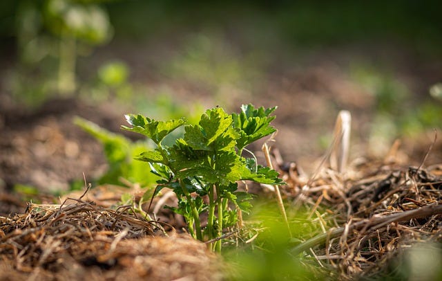 Sustainable Gardening: Growing Celery Just Using Kitchen Scraps