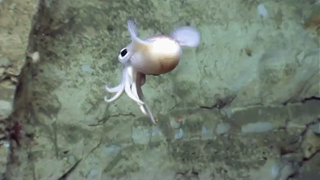 Moving image of small squid with large eyes