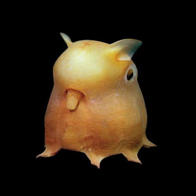 A deep-sea photograph of a Dumbo Octopus. It is a stout, round little fellow with two big “ears” on top and eight nubby little tentacles underneath.