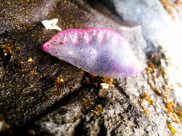 A colorful Portuguese Man O’ War sits on a volcanic rock amid seaweeds.