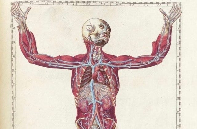 16th century anatomical drawing of a human, by Bartolomeo Eustachi.