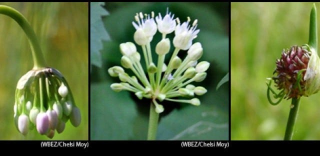 Native species of onion which Chicago was named after. Image courtesy of WBEZ Chicago.