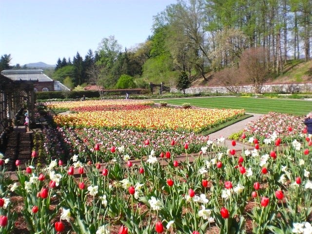 Tulip Gardens at the Biltmore Estate. One of many rotating spectacles here in an article by Asheville man, Joseph Blanchard.