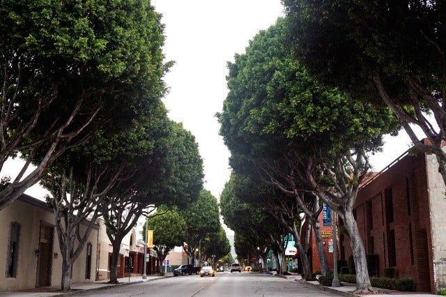 Current view on Greenleaf with the Ficus trees.