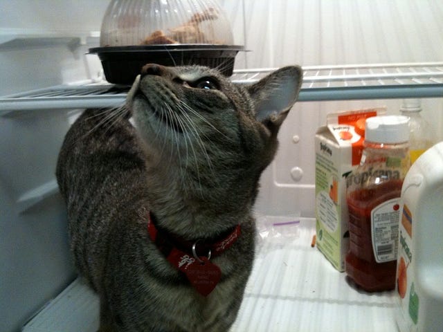Cat exploring a refrigerator. Several food items are also in the refrigerator.