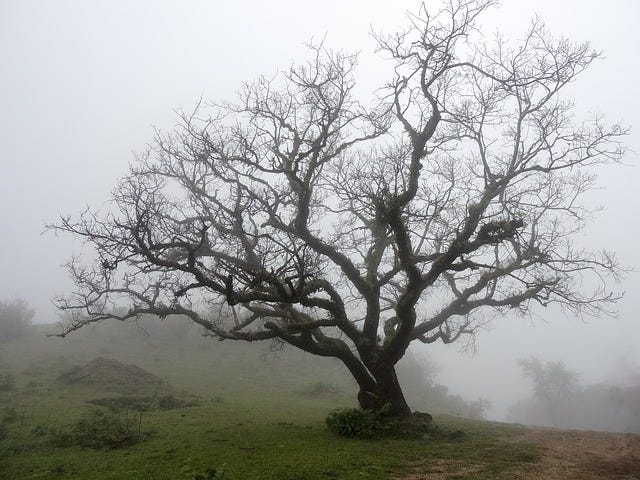 Picture of a tree with many branches