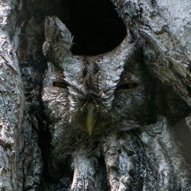 Eastern screech owl (Megascops asio) blending in with its surroundings at Santa Ana National Wildlife Refuge.