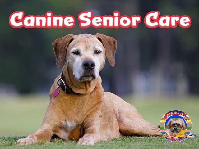 Senior dog care tips and products at the AskBoris.com website.