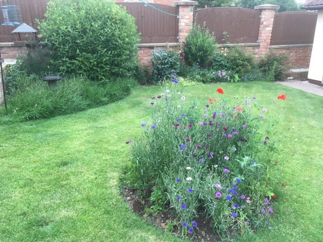 Our mini wildflower-garden with cornflowers and poppies most prominent