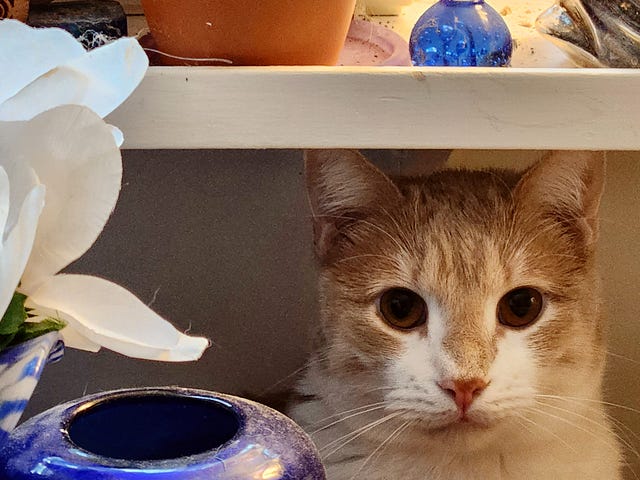 Jake the cat sitting under a shelf with his big eyes looking right at the camera