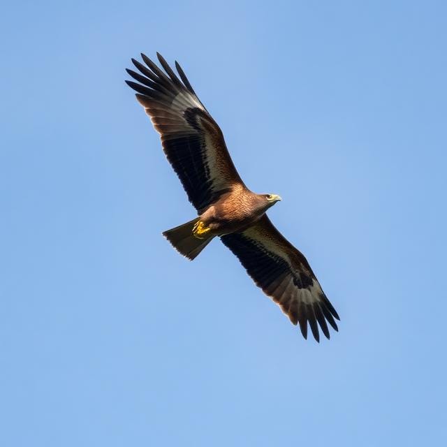 A Buzzard Hovering: Learning Calm From Stillness in Motion