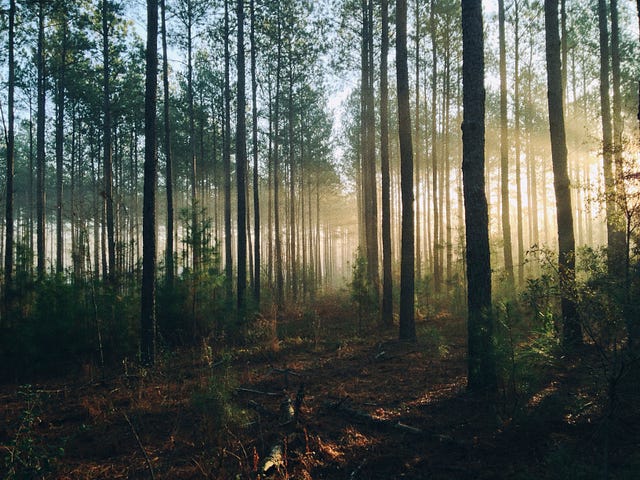 Sunlight illuminating a forest.