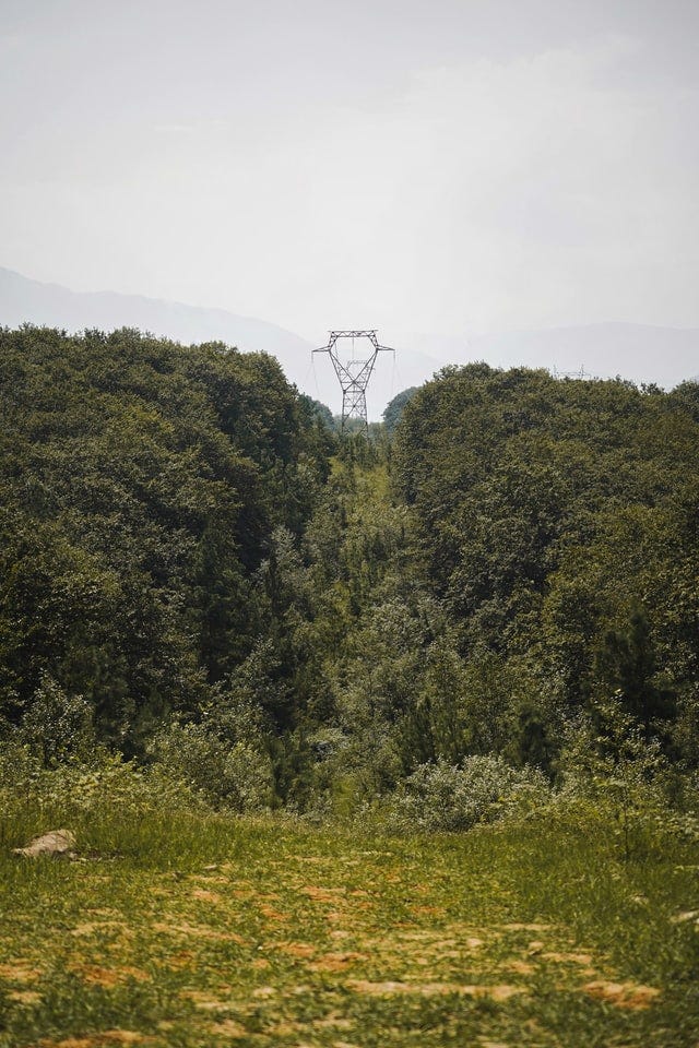 Electricity grid in a remote section well overgrown with trees