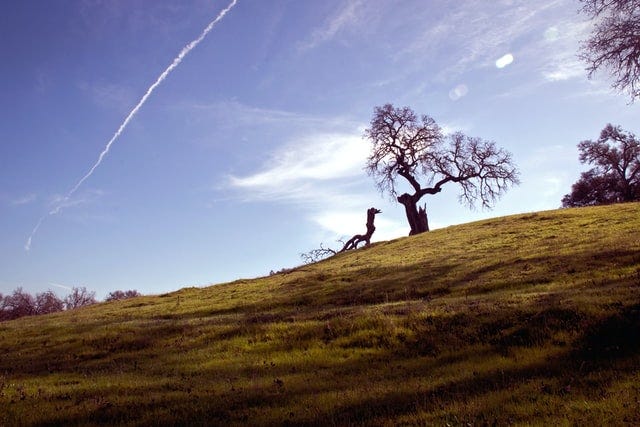 A distant shot of a lonely oak upon a hill of golden grass. It no longer has any leaves upon its branches, and one of its biggest branches has broken from it and lays along the earth of the slope below.