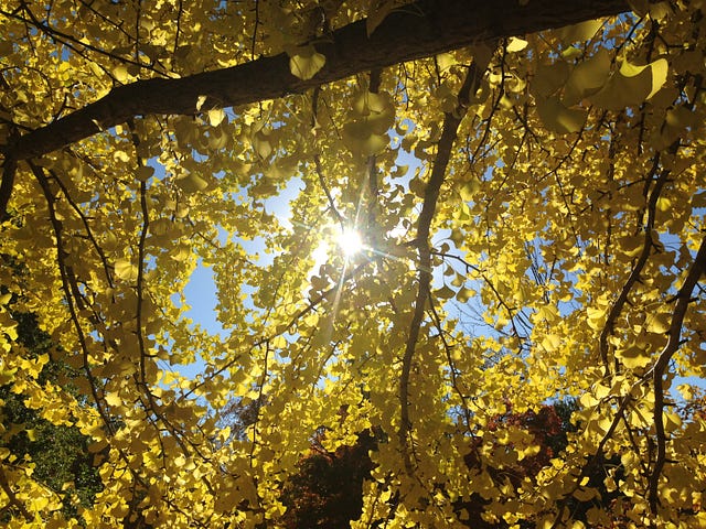 Sun shining through yellow leaves on dark bark trees. Colors of fall, Fall in love with fall. Autumn trees