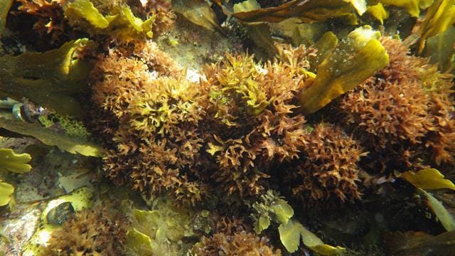 Health Benefits of Sea Moss