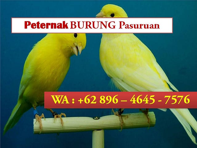 Latest Stories And News About Burung Kenari Gacor Medium