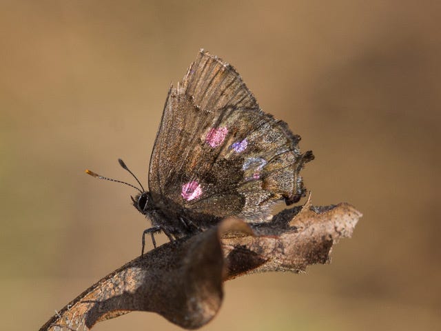 A brown butterfly with colored spots on its wings