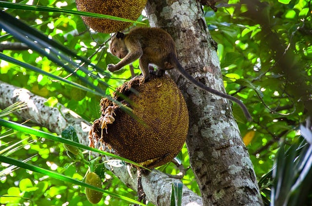 Monkey in jack tree eating from a large open jackfruit