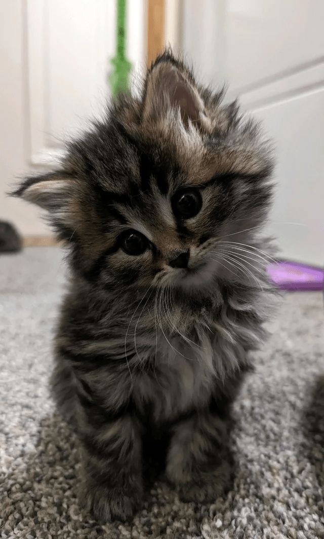 The Cat That Changed Me