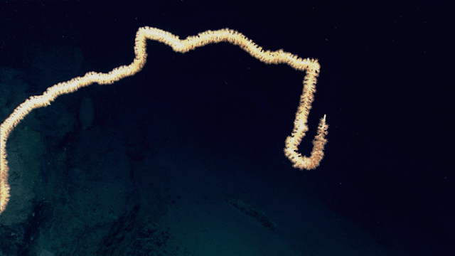 Moving image of underwater deep-sea coral