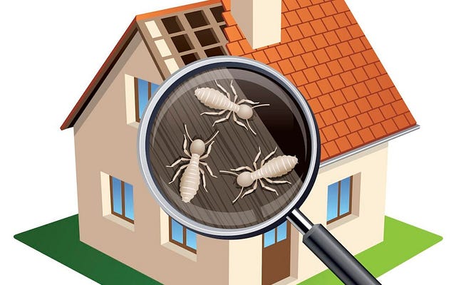 Termite Inspection in New Jersey