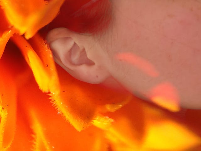 A woman’s ear against bright orange flower petals.
