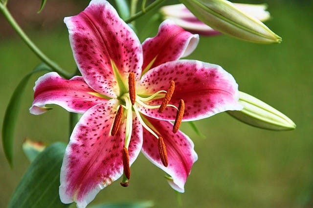The Beauty of a Lily Garden: Tips for Designing Your Own