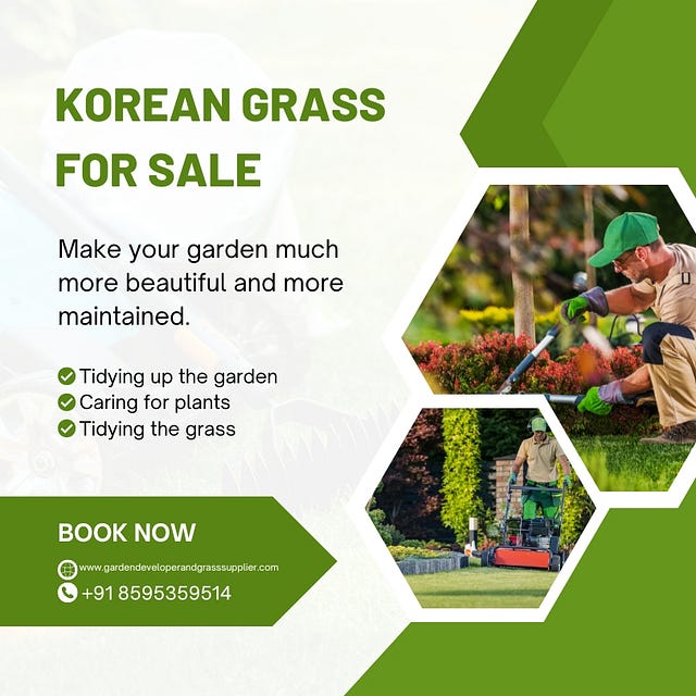 Korean Grass for Sale