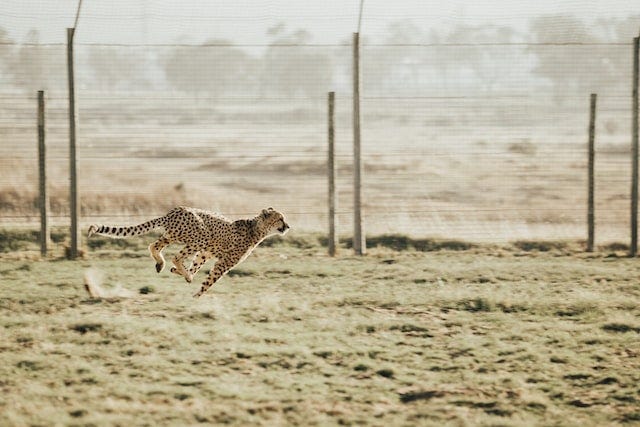 Leopardo correndo