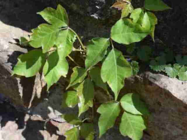 poison-ivy-weed