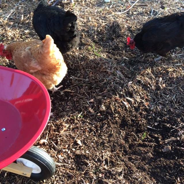 Three chickens peck at the earth, beside a toy red wheelbarrow