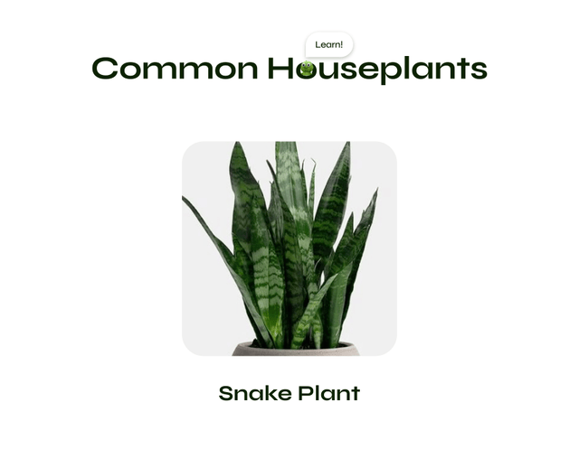 Animated video cycling through common houseplants — Snake plant, Pothos, Spider plant and Peace lily.