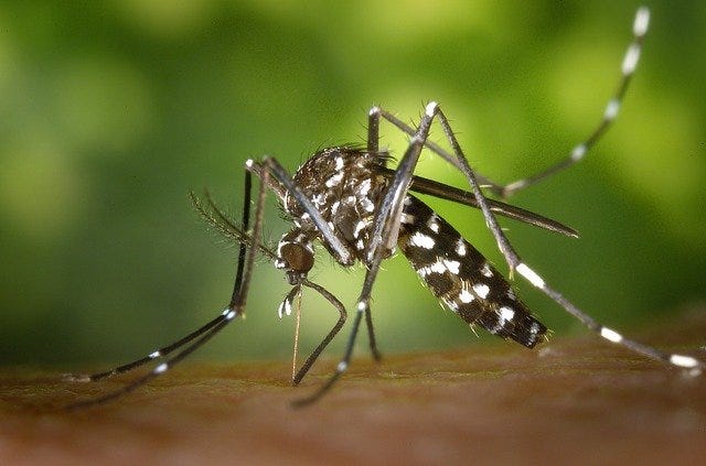 Zika virus status in India