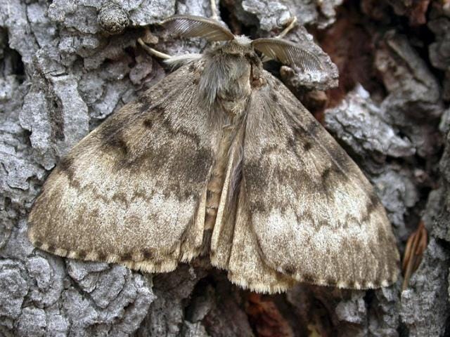 An adult spongy moth resting on a tree trunk.