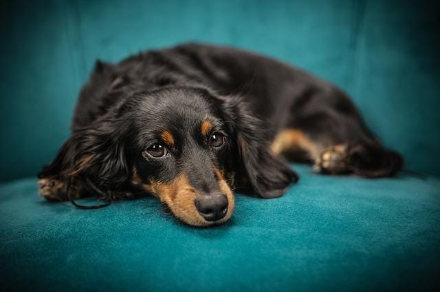 Small black and tan dog lying on couch