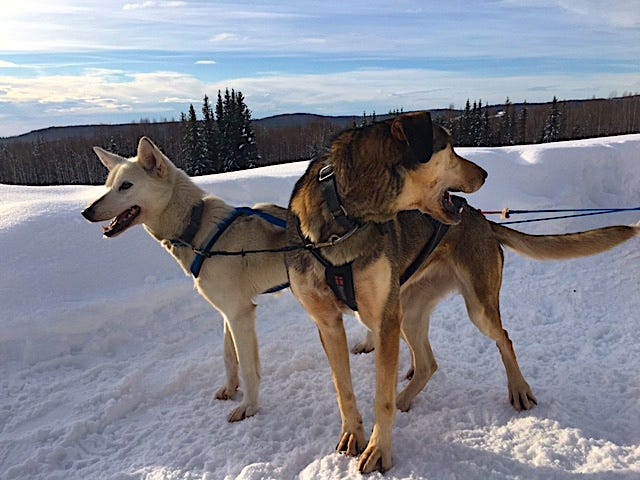 Two dogs wait for the mushing to begin!