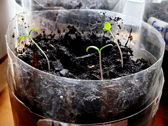 Three seedlings in a plastic container.