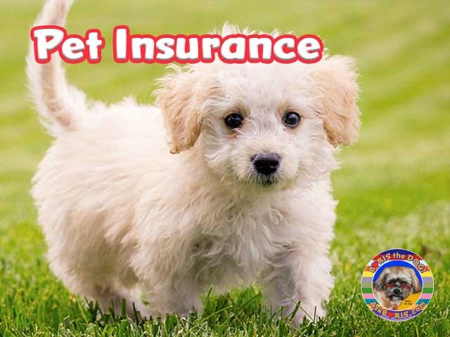 Pet insurance for dogs on the AskBoris.com website.