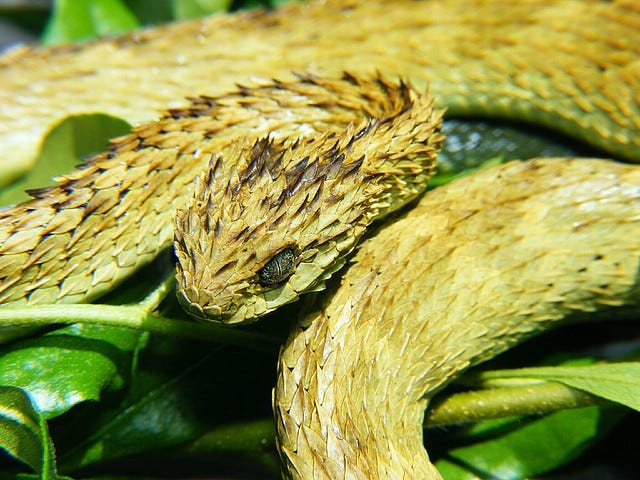 Atheris hispida, a venomous viper species