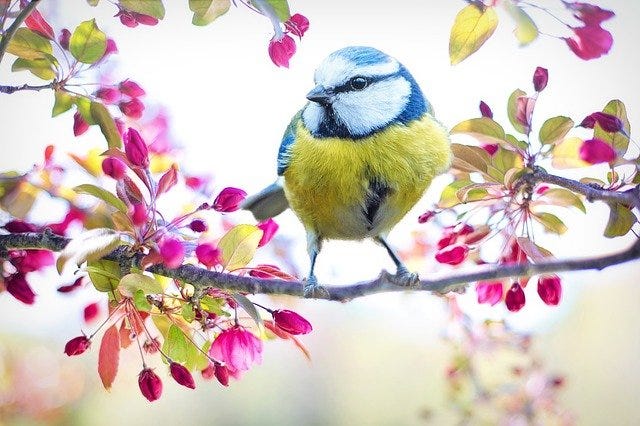 bird sound helps with stress