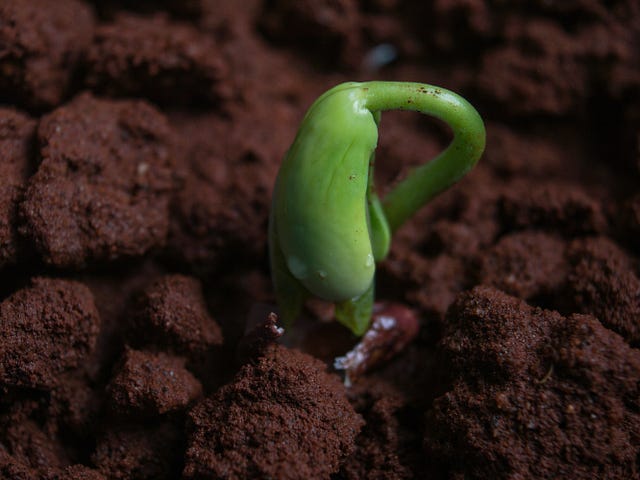 This is an image of a sprout growing from a soil