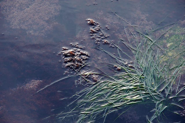 Photograph of water with grass and seaweed