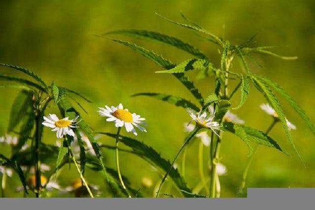 What is the strongest hemp flower?