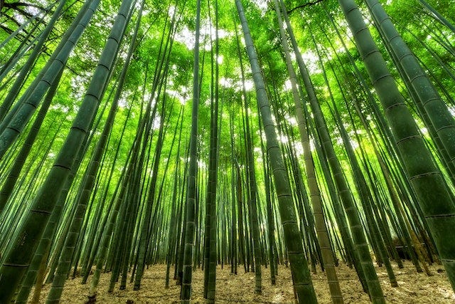 Bambooo Photos Forest