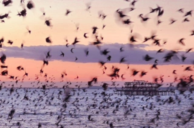 Flock of starlings perform murmuration at West Pier Brighton